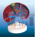 The dissection model of liver